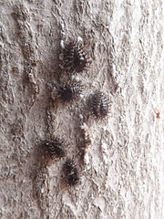 Chilocorus stigma