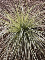 Carex oshimensis