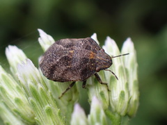 Sphyrocoris obliquus