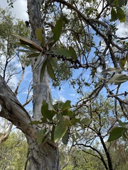Melaleuca viridiflora