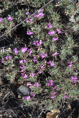 Oxytropis borissoviae