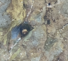 Littorina subrotundata