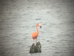 Phoenicopterus ruber