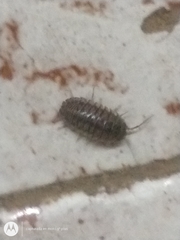 Armadillidium nasatum