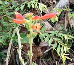 Lamourouxia multifida