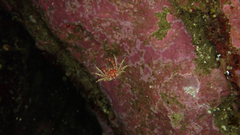 Halicarcinus planatus