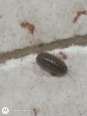 Armadillidium nasatum