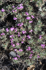 Oxytropis borissoviae
