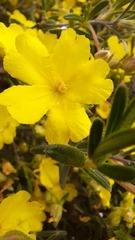 Hibbertia