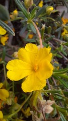 Hibbertia