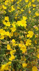 Hibbertia