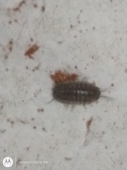 Armadillidium nasatum