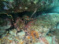 Panulirus inflatus