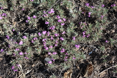 Oxytropis borissoviae