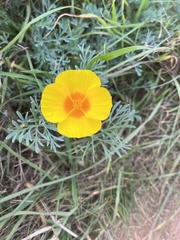 Eschscholzia californica