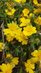 Hibbertia