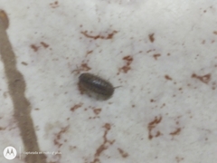 Armadillidium nasatum
