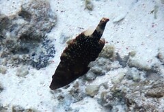 Cheilinus chlorourus