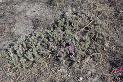 Oxytropis borissoviae