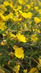 Hibbertia