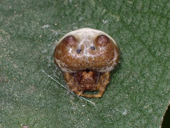 Mastophora cornigera