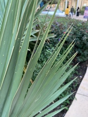 Washingtonia robusta