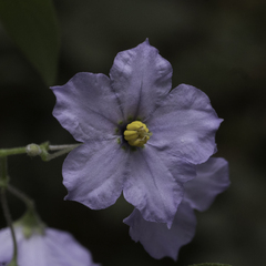 Solanum umbelliferum