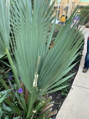 Washingtonia robusta