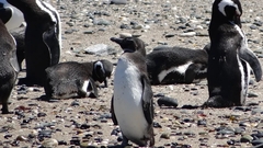 Spheniscus magellanicus