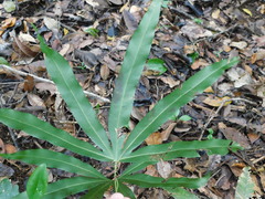 Lygodium circinnatum