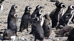 Spheniscus magellanicus