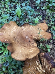Paxillus cuprinus
