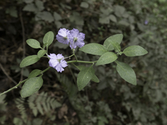 Solanum umbelliferum