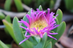Carpobrotus chilensis