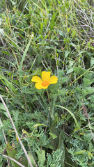 Eschscholzia californica