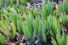 Carpobrotus chilensis
