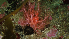 Trachythyone lechleri