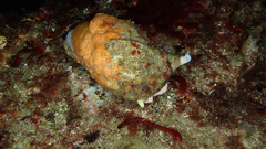 Fusitriton magellanicus