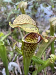 Sarracenia alata