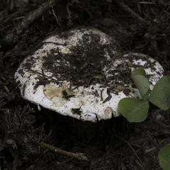Russula brevipes acrior