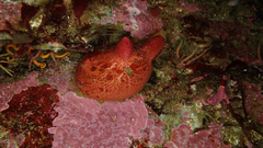 Cnemidocarpa