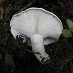 Russula brevipes acrior