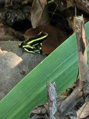 Dendrobates truncatus