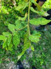Celtis tenuifolia