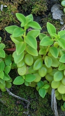 Peperomia leptostachya