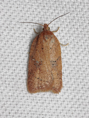 Acleris notana