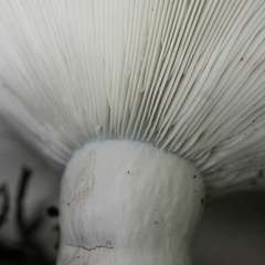 Russula brevipes acrior