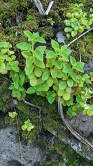 Peperomia leptostachya
