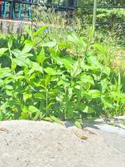 Parietaria officinalis