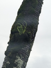 Lepisorus thunbergianus